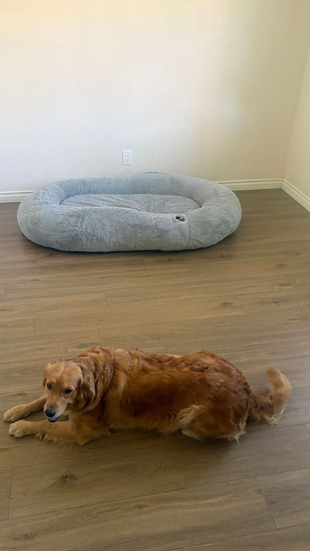 Oversized Human Dog Bed, Grey, Berenlefe Oversized Orthopedic Memory Foam Lounge Human Dog Bed with Faux Fur, Pillow, Blanket & Non-Slip Bottom, Light Gray, 70.9 x 45 x 11.8-in