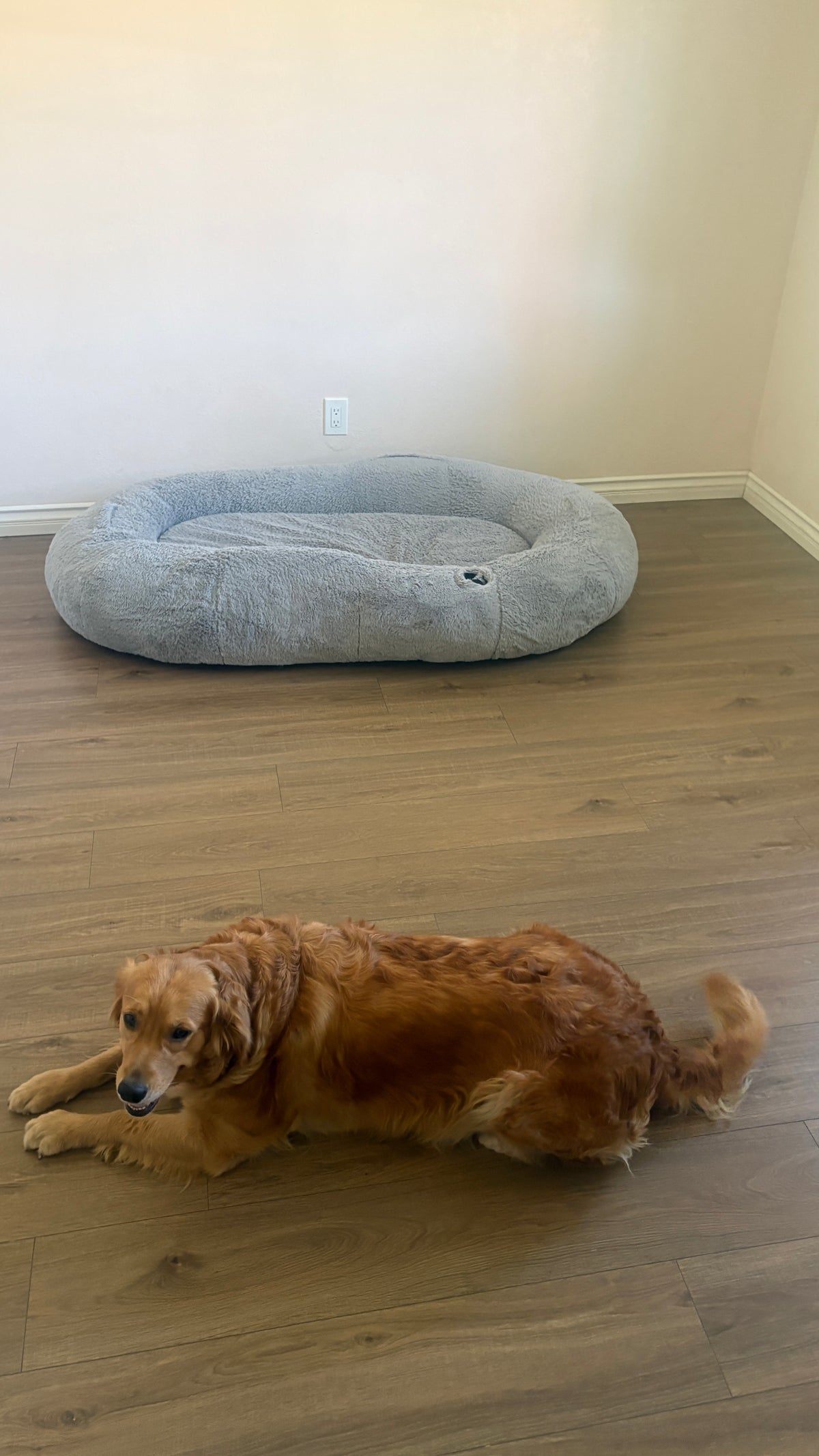 Oversized Human Dog Bed, Grey, Berenlefe Oversized Orthopedic Memory Foam Lounge Human Dog Bed with Faux Fur, Pillow, Blanket & Non-Slip Bottom, Light Gray, 70.9 x 45 x 11.8-in