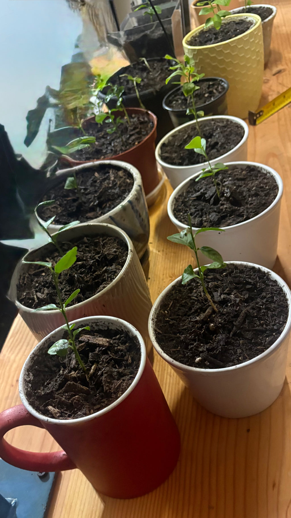 Premium Meyer Lemon Tree Seedling Starter - Live Potted Exotic Citrus Sapling