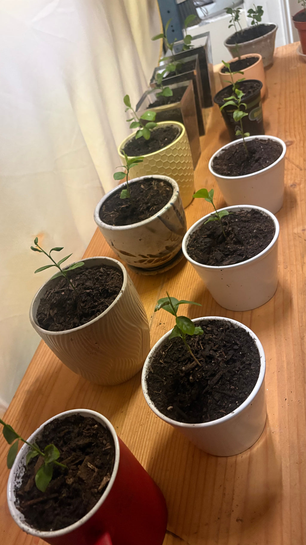 Premium Meyer Lemon Tree Seedling Starter - Live Potted Exotic Citrus Sapling