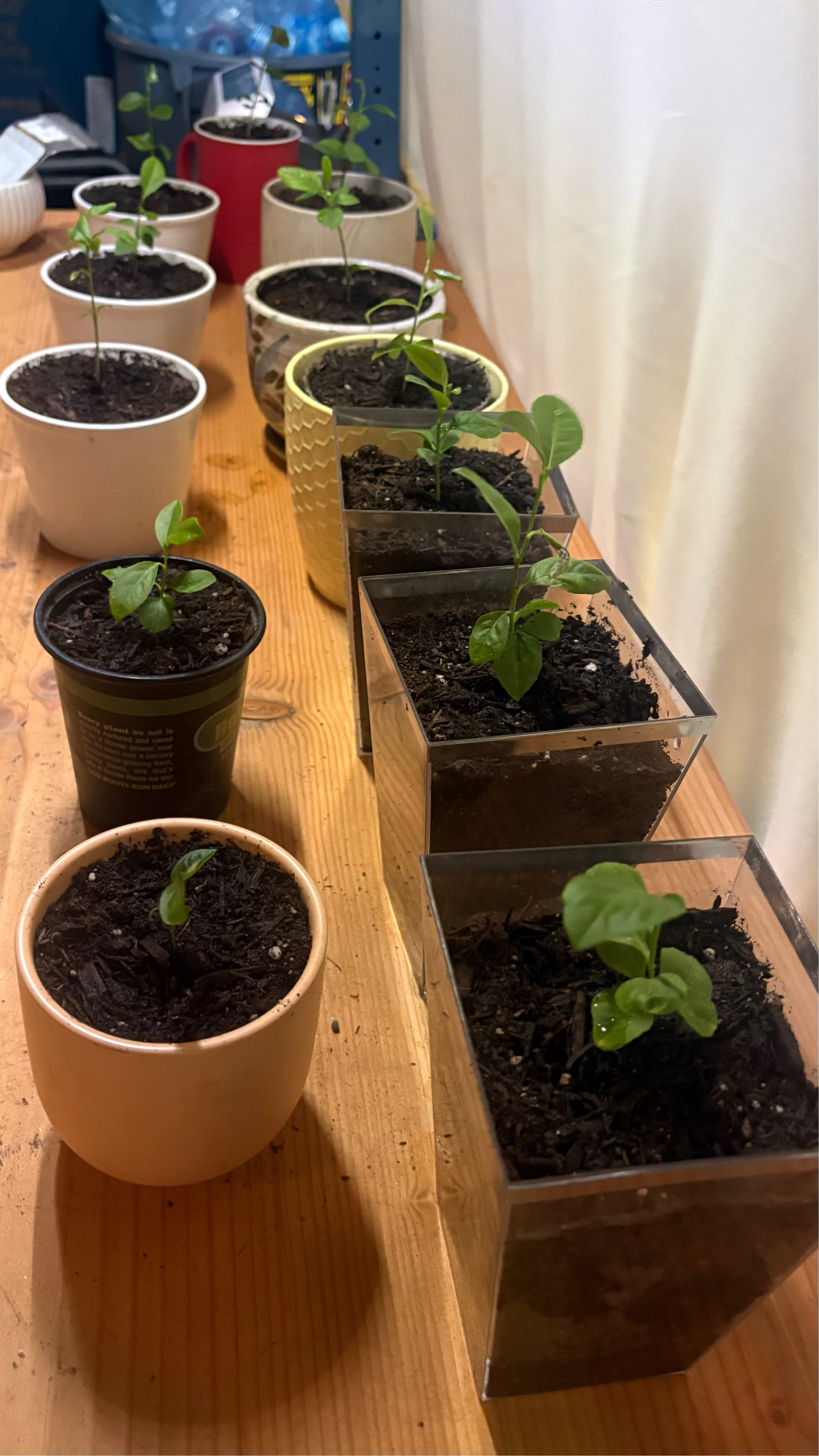 Premium Meyer Lemon Tree Seedling Starter - Live Potted Exotic Citrus Sapling