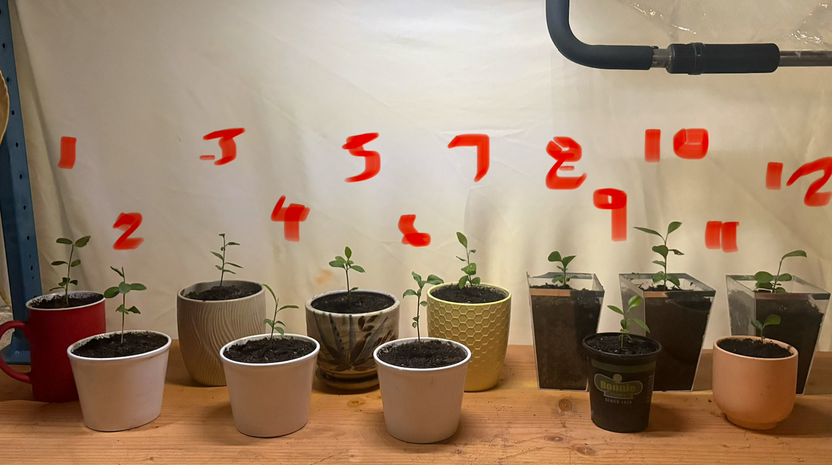 Premium Meyer Lemon Tree Seedling Starter - Live Potted Exotic Citrus Sapling